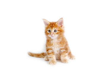 Obraz premium a Maine Coon kitten is isolated on a white background