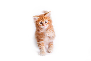 a Maine Coon kitten is isolated on a white background