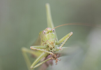 Tettigonia viridissima Great green bush-cricket insect of good size of green color female with the...