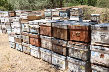 bee hives in the forest