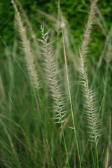 Fototapeta na wymiar grass in the summer