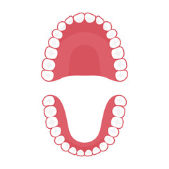 Teeth upper and lower jaw, vector tooth for dental clinic © antoniofrancois