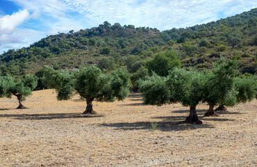 Fototapeta na wymiar Andalusian olive trees