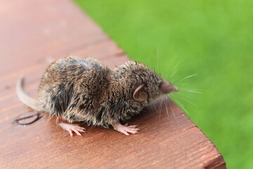 Nasse Spitzmaus auf dem Tisch