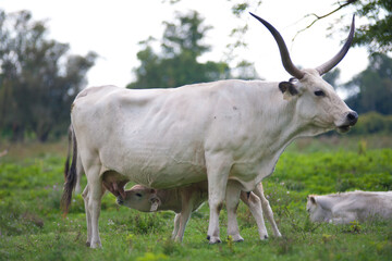 Hungarian Grey. Domesticated cattle breed. Ancient breed of domestic beef cattle indigenous to Hungary. 
