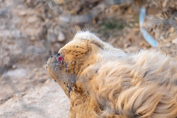 Shiraz, Iran - July 1, 2021:photo of animals in the zoo of Shiraz city
