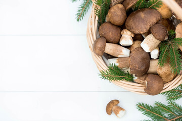 A noble, royal mushroom. Dark white or bronze boletus. Boletus mushrooms on a white wooden background. Beautiful texture of nature.