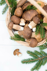 A noble, royal mushroom. Dark white or bronze boletus. Boletus mushrooms on a white wooden background. Beautiful texture of nature.