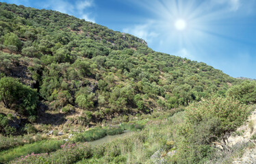 Naklejka premium Meadows with trees