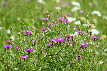 Fototapeta premium Wiesenflockenblume