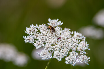 weiße Wiesenblume mit Biene
