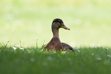 Stockente