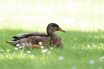 Stockente