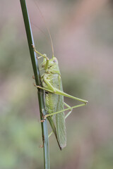 Tettigonia viridissima Great green bush-cricket insect of good size of green color female with the ovipositor at the end of the abdomen perched on a grass green unfocused background