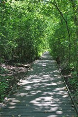 Quiet boardwalk leading thru the summer green meadow.
