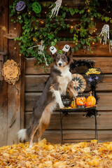 Fototapeta na wymiar Dog in Halloween costume with pumpkin. Autumn Hollidays and celebration.