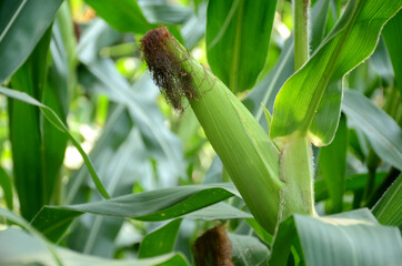 Fototapeta premium closeup the green ripe corncob growing with plant and leaves over out of focus green background.