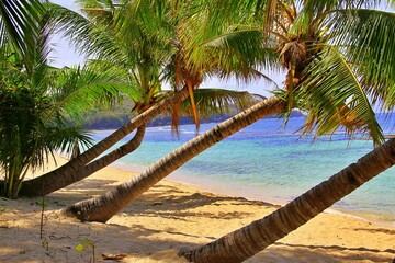 Paradise beach with bent coconut trees