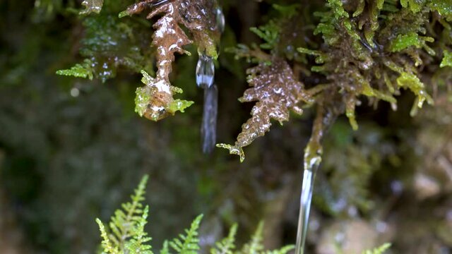 Forest Water drops on moss - (4K)