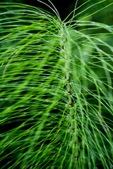 Knallgrünes Gras, Pflanze vor dunklem Hintergrund