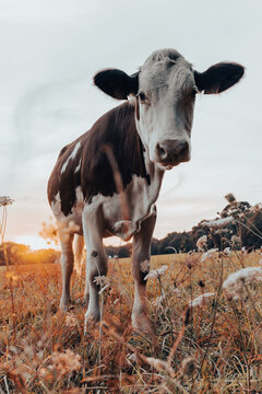 Vache à Berric