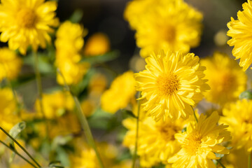 Closed up of yellow color Chrysanthemum flower background