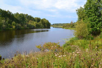 Lake in the forest, algae on the water