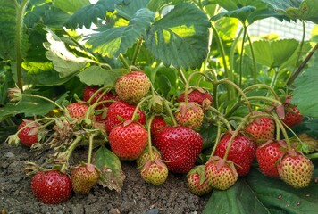 strawberries in the garden