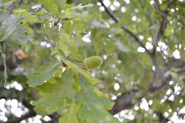 Fototapeta premium an acorn on the branch of an old oak tree