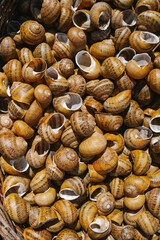Empty snail shells background pattern