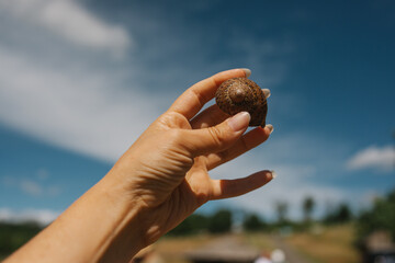 Snail shell in hand outdoor