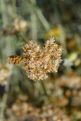 Fototapeta premium Italian everlasting seeds