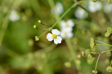 Lance-leaved water plantain