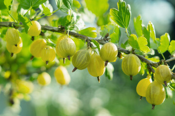 A branch with a bunch of ripe yellow-green gooseberries (Ribes uva-crispa) in an orchard. Farming harvest season