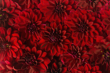 Natural floral background with red lush dahlias. Backdrop with flowers