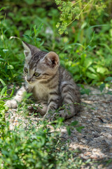 Naklejka na ściany i meble small striped cat in grass