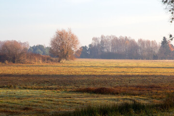 Fototapeta premium Autumn Meadow