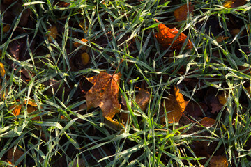 Grass texture