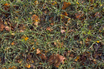 Grass texture