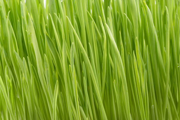 Fototapeta na wymiar Green grass background. Soft focus image.
