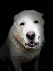 portrait of a white dog