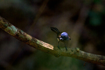 black-naped monarch or black-naped blue flycatcher , Hypothymis azurea, female