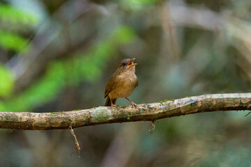 Female Hainan blue flycatcher (Cyornis hainanus) perching on the branch