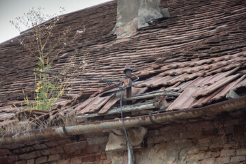 Old abandoned house with damaged roof tiles in Bistrita,Romania, 2021