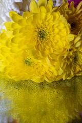 Beautiful Chrysanthemums Flower Boquet on Mirror with Water Drops