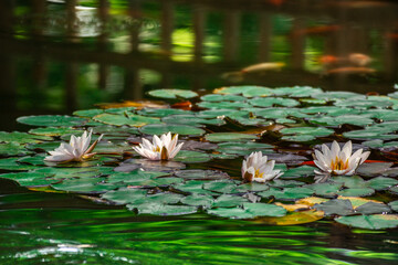 Waterlilies reflecting in  a lake  in Bistrita,Romania, august 2021