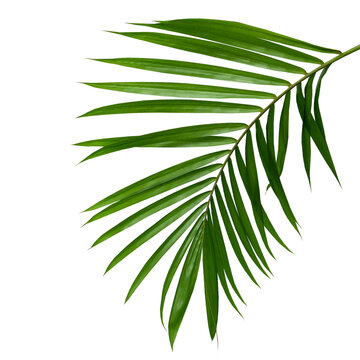 Coconut leaves or Coconut fronds, Green plam leaves, Tropical foliage isolated on white background with clipping path © eakarat