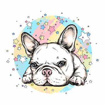 Cute french bulldog on a background of stars. Image for printing on any surface