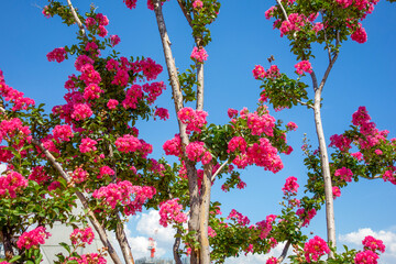 flowers in the garden