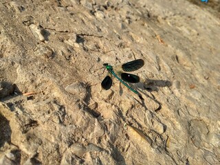ant on the beach